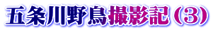 五条川野鳥撮影記（3）