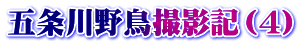 五条川野鳥撮影記（4）