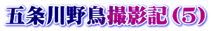 五条川野鳥撮影記（5）
