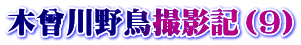 木曾川野鳥撮影記（9）