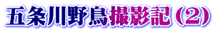 五条川野鳥撮影記（2）