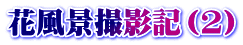 花風景撮影記（2）